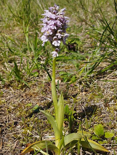 Neotinea lactea  - Gérard Joseph