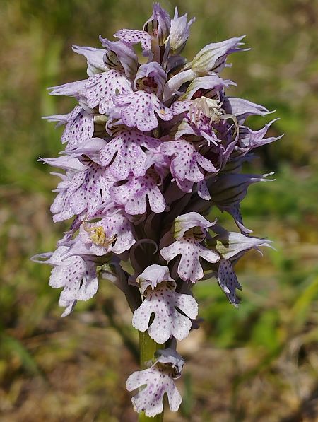 Neotinea lactea  - Gérard Joseph