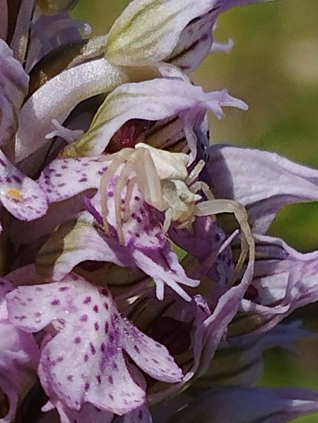 Neotinea lactea  - Gérard Joseph