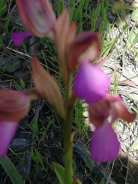Anacamptis papilionacea  - Marie-Marie Pertusier