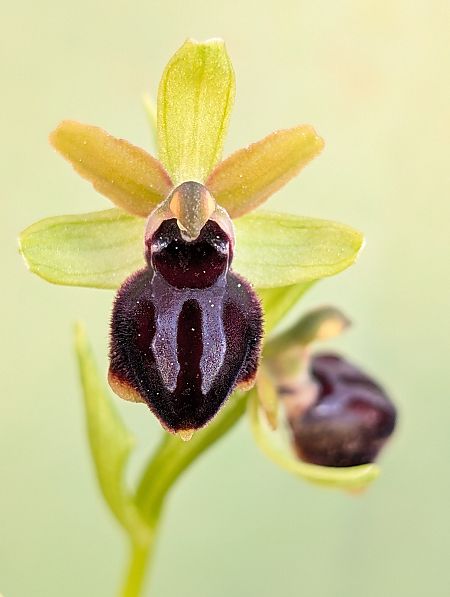 Ophrys passionis  - Delarbre Sébastien