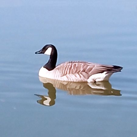 bernikla kanadyjska  - Filip Faliszek