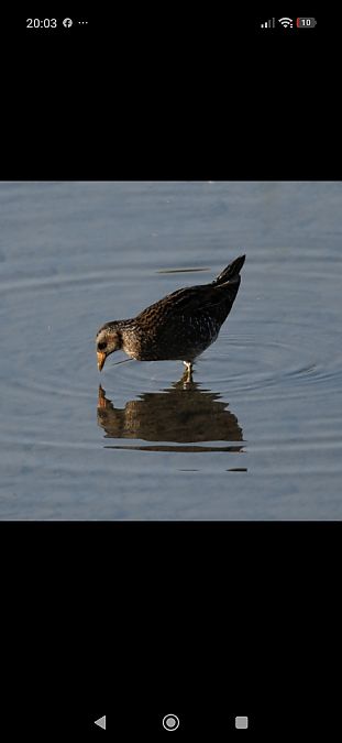 Voltolino  - Elena Squizzato