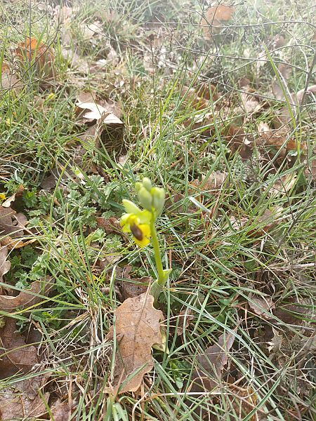 Ophrys lutea  - Isabel Casas Navarrete