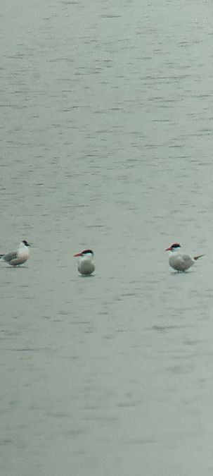 rybitwa wielkodzioba  - Roman Kempa