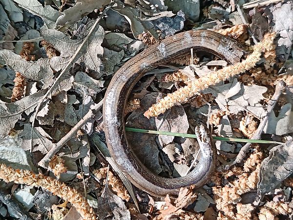 Orbettino italiano  - Claudio Danesi
