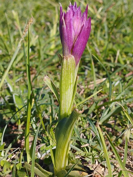 Anacamptis papilionacea var. expansa  - Gérard Joseph