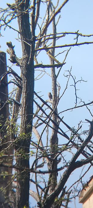 Mussol comú  - Beñat Olano Casasús