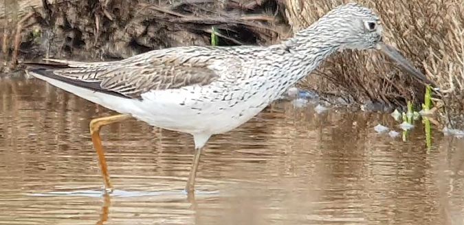 Pantana  - Giuseppe Di Lieto