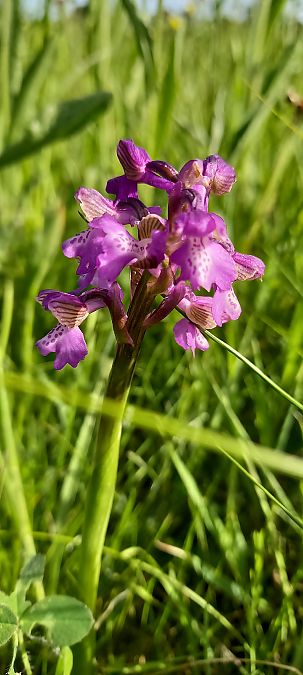 Anacamptis morio  - Natacha Rouzeau