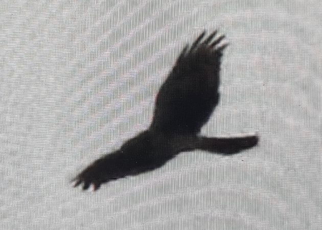 Albanella reale  - Paolo Zonta