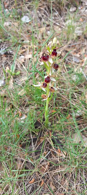 Ophrys virescens  - Gerard Chassan