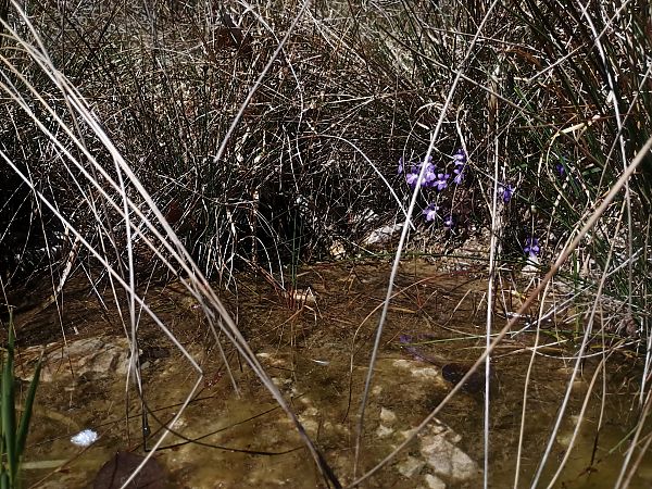 Pinguicula poldinii  - Alexandra Cfr Mareschi (FVG)