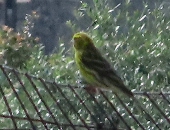 Verzellino  - Jean Toubert