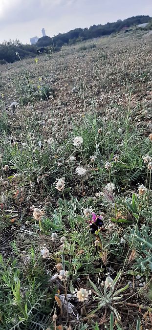 Ophrys aurelia  - Romain Sauvan