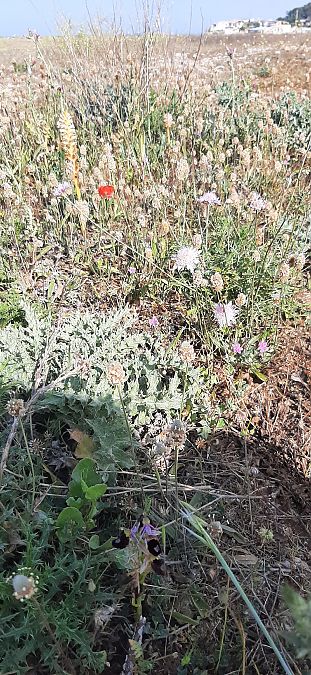 Ophrys aurelia  - Romain Sauvan
