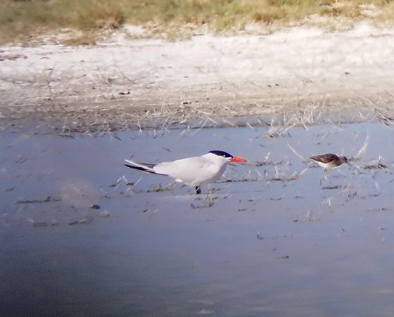 Sterne caspienne  - Florian Bacher