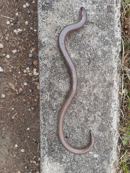 Orbettino (tutte le specie)  - Damijana Ota (FVG)