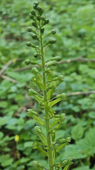 Listera ovata  - Laurent Buin