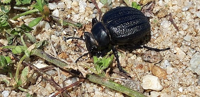 Pimelia muricata  - Michele Cento