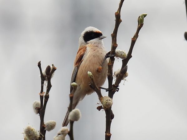 remiz  - Kacper Mikulski