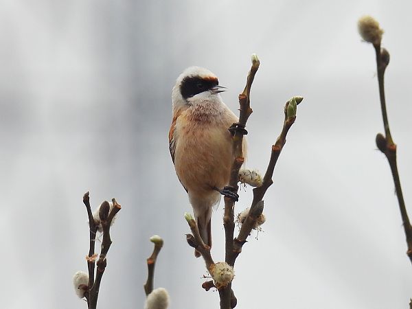 Beutelmeise  - Kacper Mikulski