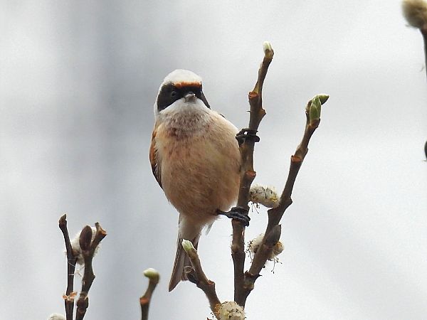 Beutelmeise  - Kacper Mikulski