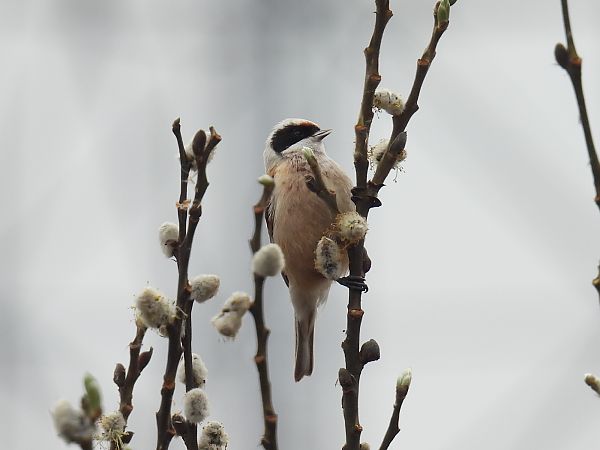Beutelmeise  - Kacper Mikulski