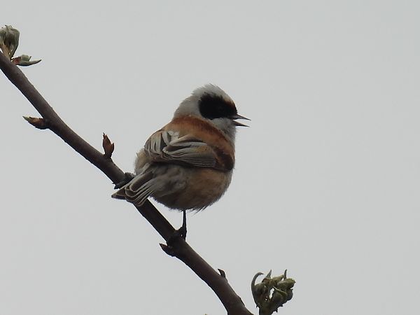 Beutelmeise  - Kacper Mikulski