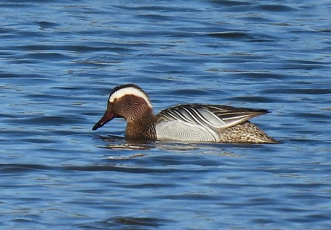 Sarcelle d'été  - Kacper Mikulski