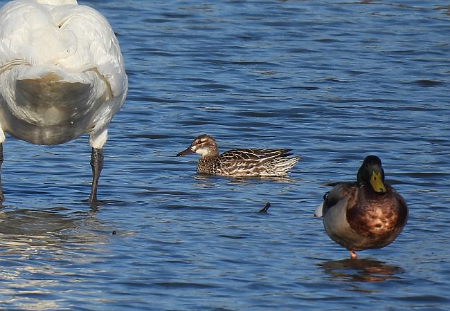 Knäkente  - Kacper Mikulski