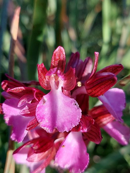 Anacamptis papilionacea  - Bernard Sonnerat