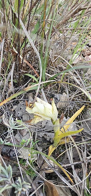 Serapias neglecta  - Claire Perrachon