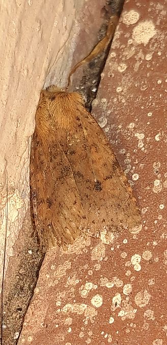 Conistra rubiginea  - Michele Cento