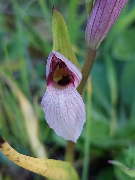 Serapias lingua  - Bernard Sonnerat