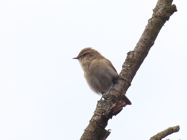 Zilpzalp  - Kacper Mikulski