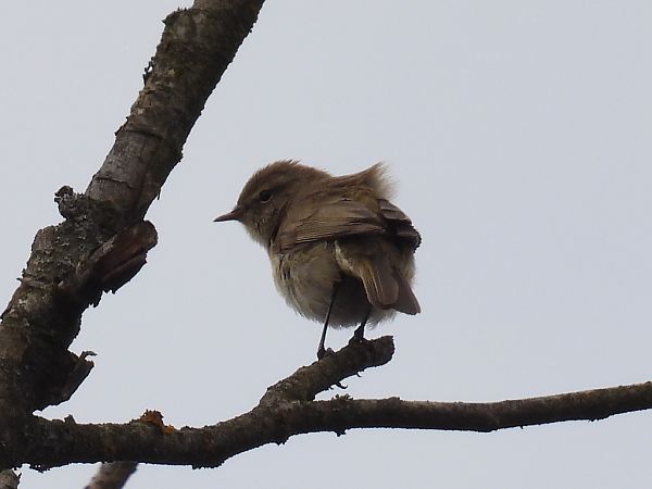Common Chiffchaff  - Kacper Mikulski