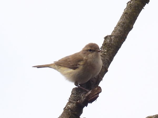 Zilpzalp  - Kacper Mikulski