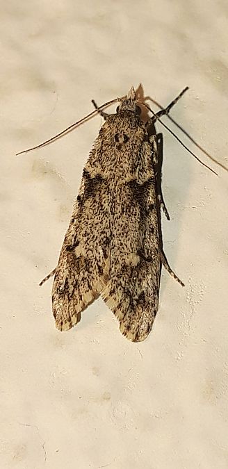 Diurnea fagella  - Michele Cento
