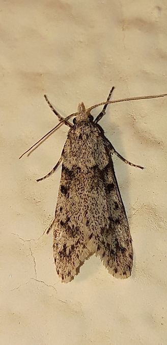 Diurnea fagella  - Michele Cento