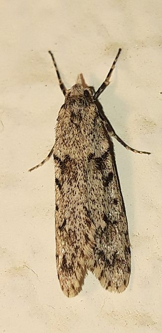 Diurnea fagella  - Michele Cento