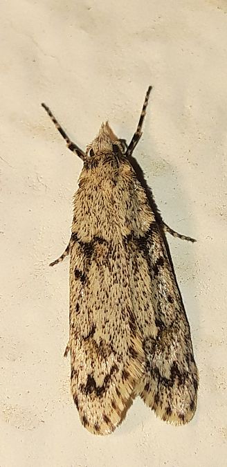 Diurnea fagella  - Michele Cento