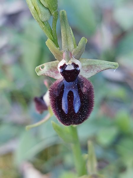 Ophrys incubacea  - Bernard Sonnerat