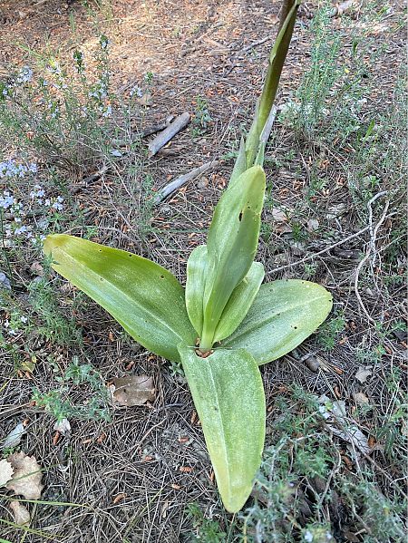 Himantoglossum robertianum  - Cesc Vidal Vilaseca