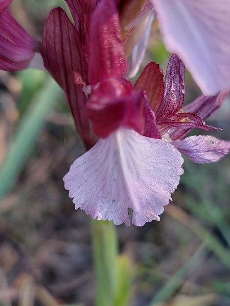 Anacamptis papilionacea  - Bernard Sonnerat