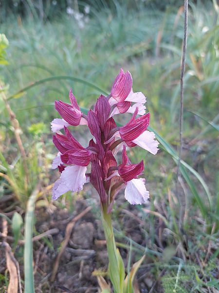 Anacamptis papilionacea  - Bernard Sonnerat