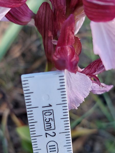 Anacamptis papilionacea  - Bernard Sonnerat