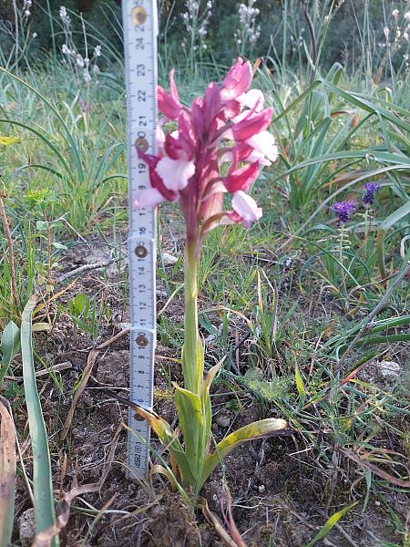 Anacamptis papilionacea  - Bernard Sonnerat