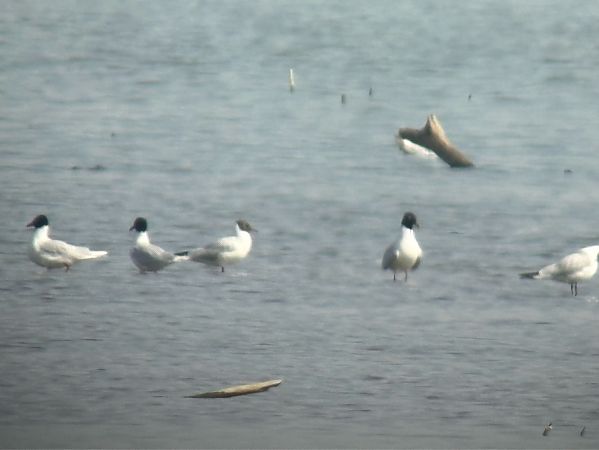 mewa czarnogłowa  - Jan Król