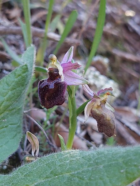 Ophrys morisii  - Bernard Sonnerat